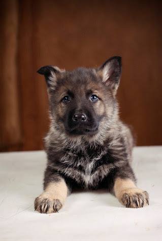 blue-german-shepherd-puppies-for-sale-in-ohio