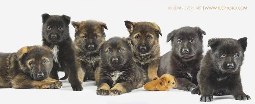 sable-german-shepherd-puppies-for-sale